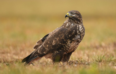 Common buzzard (Buteo buteo)