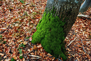 Moss on the tree bark at the root at autumn forest.