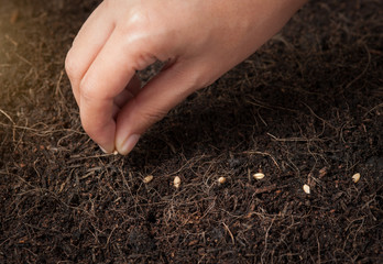 Hand seeding for planting  into soil,Wheatgrass Seeds
