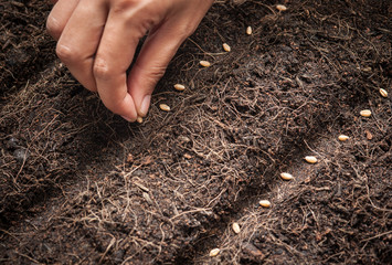 Hand seeding for planting  into soil,Wheatgrass Seeds