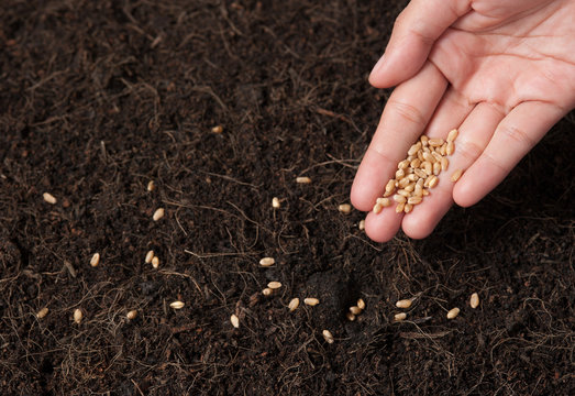 Hand seeding for planting  into soil,Wheatgrass Seeds