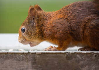 Eichhörnchen / Squirrel