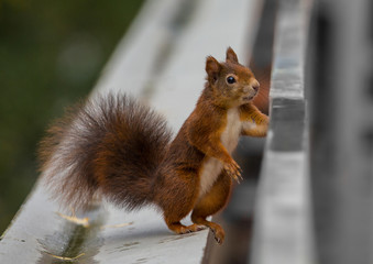 Eichhörnchen / Squirrel