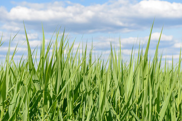 cross-section of lawn with green grass against the blue sky