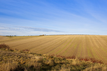 Fototapeta premium straw stubble in autumn
