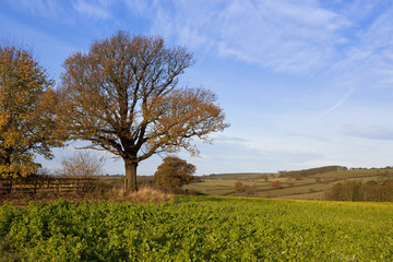 Fototapeta na wymiar oak tree in autumn