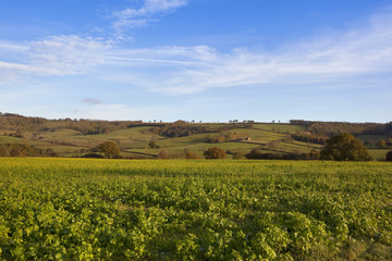 mustard crop in autumn