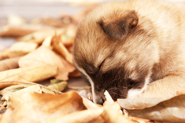 portraits of brown puppy dog is sleeping on leaves.
