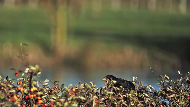 Blackbird, turdus merula, Male in Flight, Taking off from Cotoneaster, Normandy, Slow motion