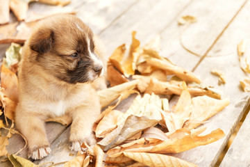 portraits of brown puppy dog.