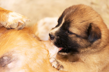 portraits of brown puppy dog is eating breast milk. © SP56
