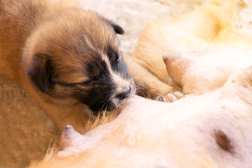 portraits of brown puppy dog is eating breast milk.