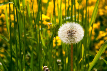 Dandelion on the meadow