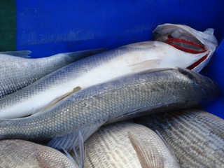frisch gefangener Fisch in blauer Kiste fertig zum Verkauf