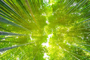 Obrazy  Bambusowy Las w Arashiyama, Kioto, Japonia