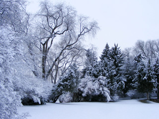 Snow Field Of Trees