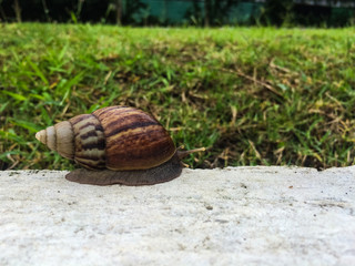 Snail on cement in garden / Mobile photography