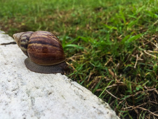 Snail on cement in garden / Mobile photography