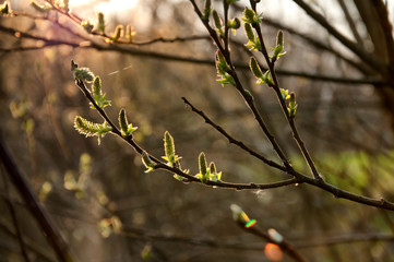 Flowering willow twigs in spring