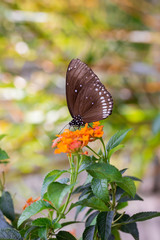 Schöner Schmetterling sammelt Nektar auf der Blume.