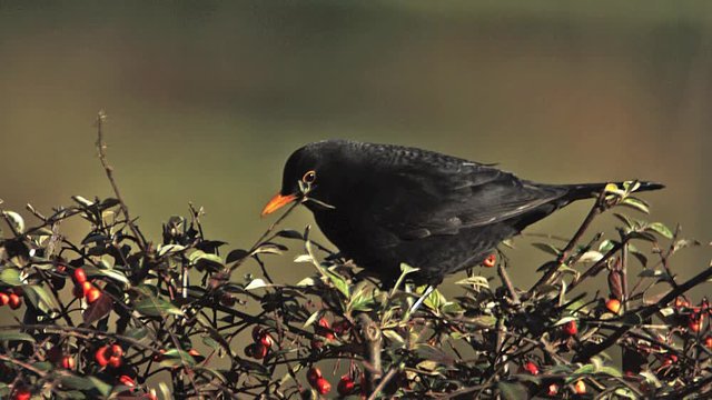 Blackbird, turdus merula, Male eating Berries from Cotoneaster, Normandy, Slow motion