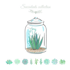 succulent plant in a glass jar, vector illustration with floral composition in a decorative glass vase