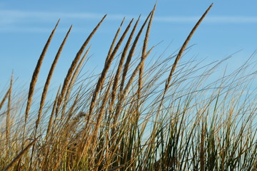 Fototapeta premium plants on dunes