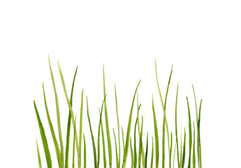 Watercolor drawing green grass