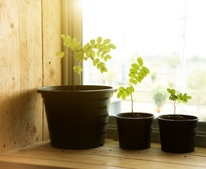 Growing plants on a windowsill