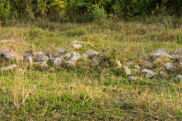 background texture of field grass and plant and stone.