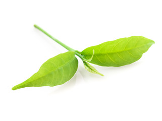 Green tea leaf isolated on white background.