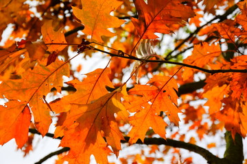 Ahornblätte am Baum in der Sonne