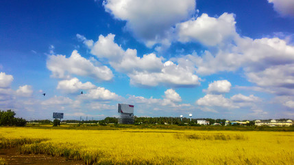 Obraz premium Golden rice field