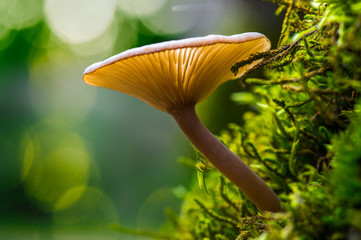 mushroom in forest