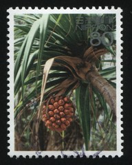 palm tree with a fruit