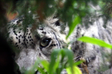 Snow Leopard