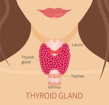 Thyroid gland vector illustration. Thyroid gland and trachea shown on a woman's silhouette. Thyroid diagram sign. Medical concept. Anatomy of people.
