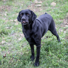 Bellissimo Labrador di colore nero 