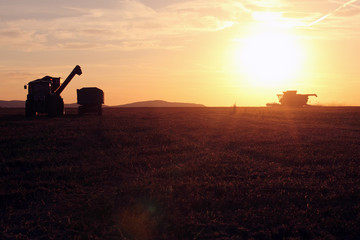Combine harvester at work in the sunset