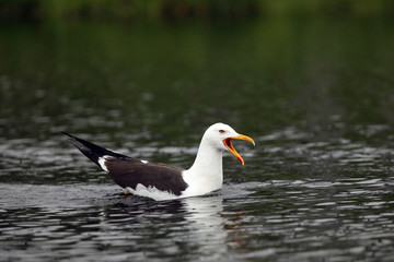 The lesser black-backed gull (Larus fuscus) on the surface of the pond