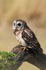 African wood owl (Strix woodfordii) sitting on the branch