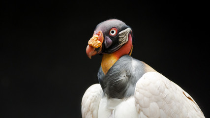 portrait of a colorful king vulture