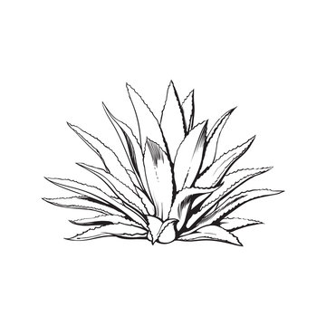 Hand drawn blue agave, main tequila ingredient, sketch style vector illustration isolated on white background. Drawing black and white of agave cactus, side view, colorful illustration