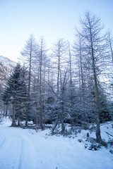 Mountain landscape with snow and snow-covered trees. Mountains in winter with colorful trees