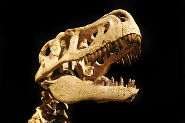 Obraz premium Wykopywanie skamieniałości dinozaurów