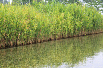 Wasserfläche   water surface