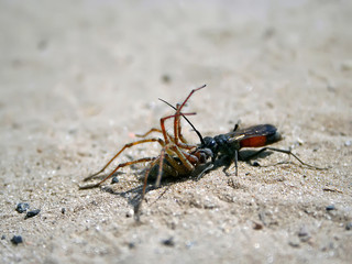 Parasitic wasp paralyze Spider wolf