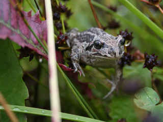 Toad sitting on the grass