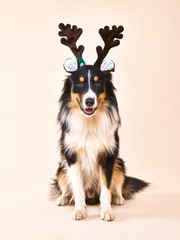 Australian Shepherd Rentier