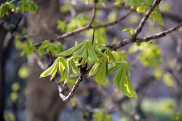 horse chestnut on tree
